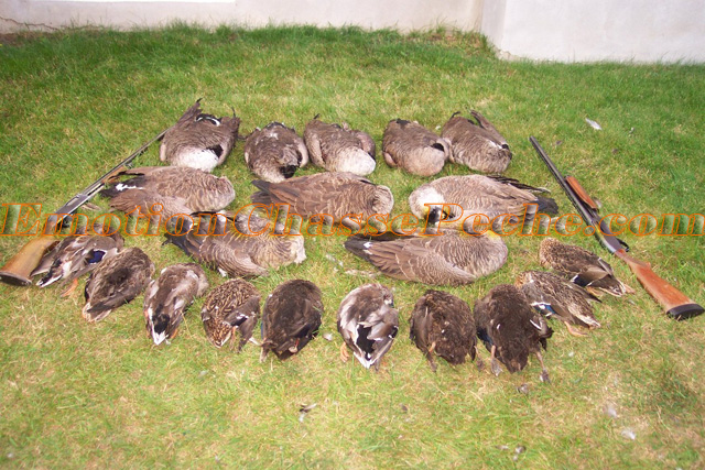 ecp-chasse-outarde-canards.jpg